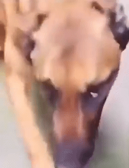 Dog Eww