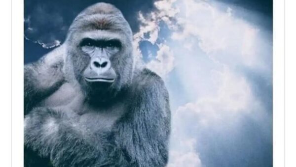I pray to the spirit of Harambe. Let the people be gone of the cursed…
