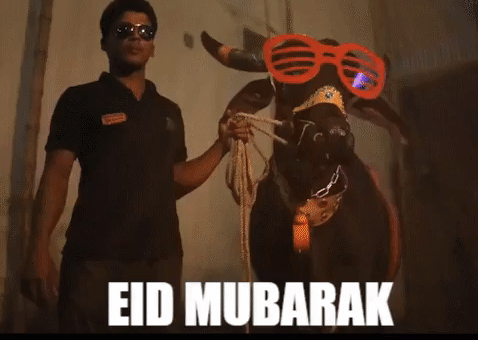 Eid Ul Adha Cow GIF by GifGari