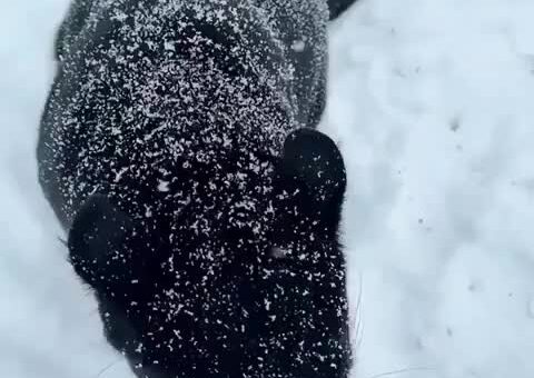 Majestic black panther dusted in snowflakes pure poetry in the wild
