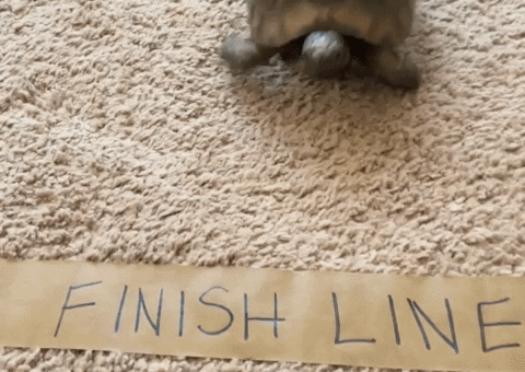 Friday Feeling GIF by Not One More Vet