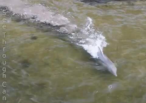 A dolphin catching fish by making a ring of mud around them to corral them