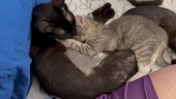 Laszlo loves mama Bobbie