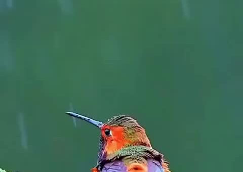This place needs more Hummingbirds in the rain