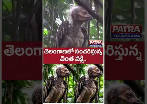 తెలంగాణలో కలకలం రేపుతున్న వింత పక్షి | Viral Strange Bird Video | patranewstelangana