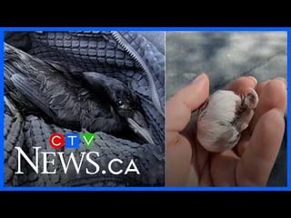 Woman who rescued injured crow keeps getting thank you gifts from birds