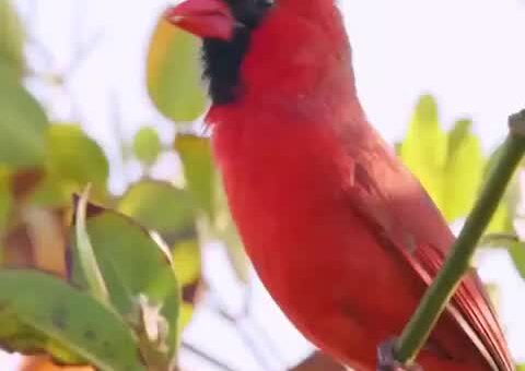 30 bird sounds