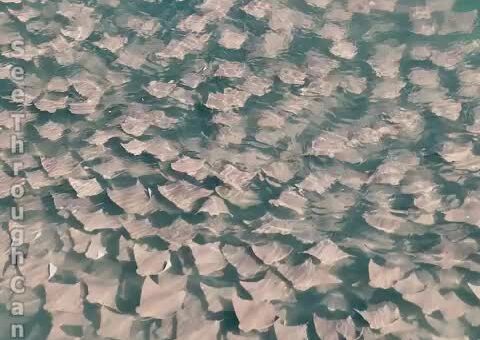 Cownose Rays swimming in a circular pattern
