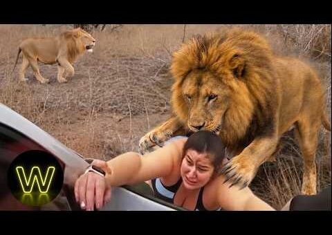 @welucktv 150 Incredible Safari Moments Caught On Camera Went Horribly Wrong !