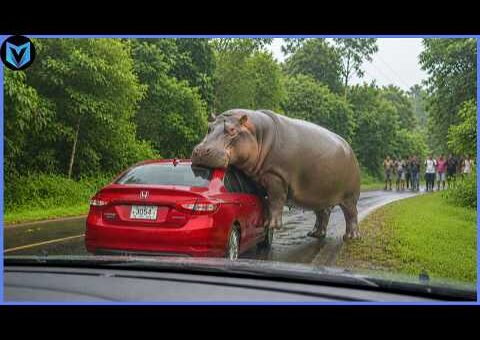 Incredible Animal Moments Caught On Camera ! #2