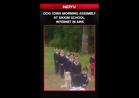 Dog Joins Morning Assembly at Sikkim School, Internet In Awe