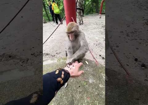 monkey viral video 🤣 #funny #funnyvideo