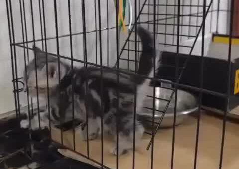 The drama