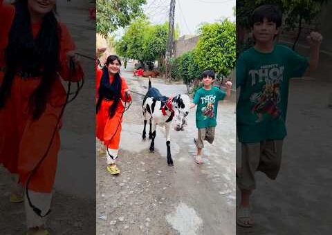 bakra kon chori kr ke le gya #shorts #short #shortvideo #viral #viralvideo