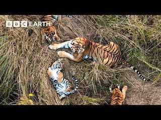For the first time in history, a mother tiger with cubs has been observed babysitting…