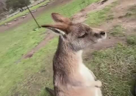 A little pat goes a long hop