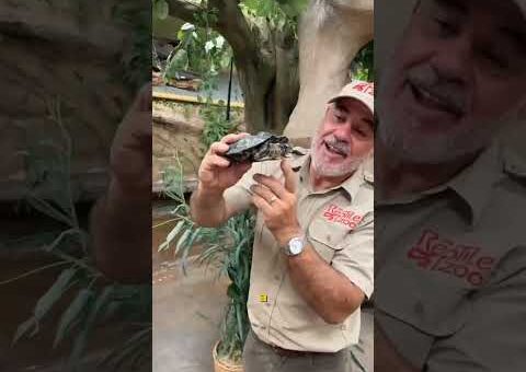 The Most Unbelievable Animal Moments Ever Caught on Camera