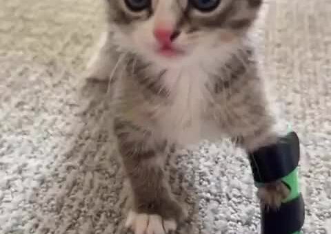 POV You get attacked by a fierce predator