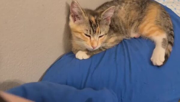 Little purr monster