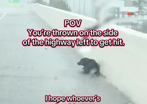 From abandonment to home