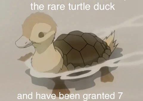Rare turtle duck