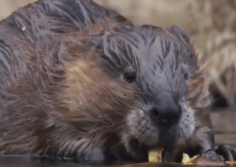 Cute Animals Beaver GIF by PBS