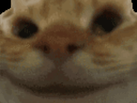 Cat Yes