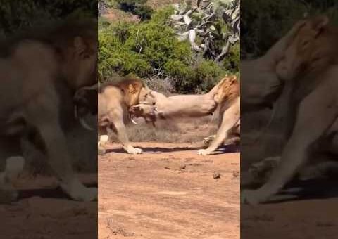 Momentos incríveis de animais capturados por câmeras
