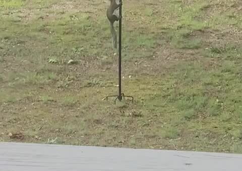 How to deter squirrels from getting into the bird feeder