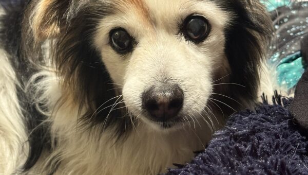 A photo of my dog Panko every day