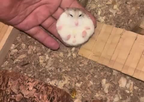 Look up “fluffball” in the dictionary