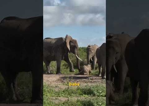 The Most Shocking Animal Moments Ever Caught on Camera