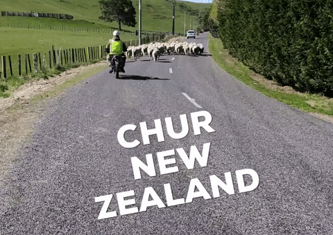 New Zealand Culture GIF by Jub