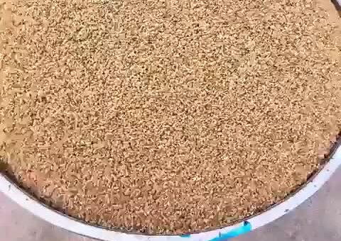 Dyeing seeds