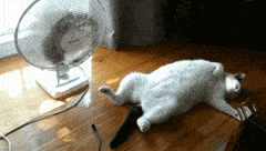 Heat Wave Cat