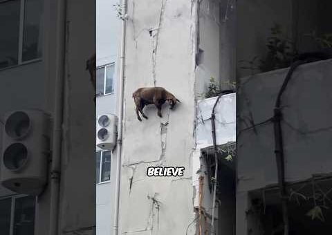 Crazy Animal Moments Caught on Camera! 😱 #facts #animals #wildlife