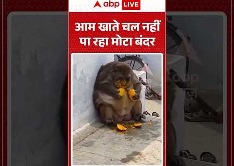 Viral Video | आम खाते चल नहीं पा रहा मोटा बंदर | #ytshorts #breakingnews #latestnews