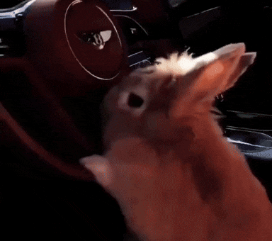 Bunny Driving GIF by Respective