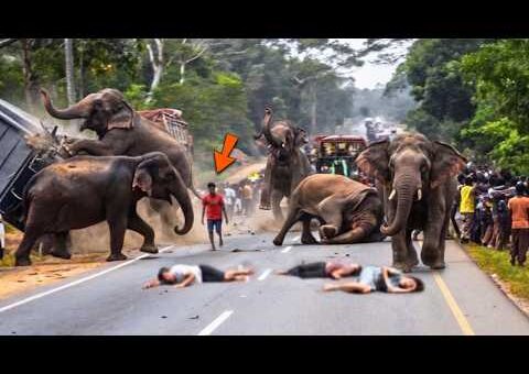 Incredible Safari Moments Caught on Camera #4