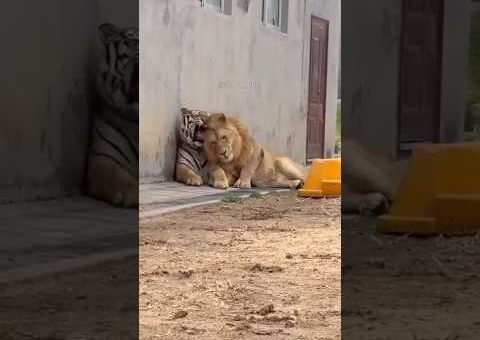Animais que foram filmados em momentos inacreditáveis