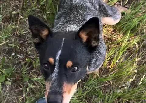 Different dogs, different boops