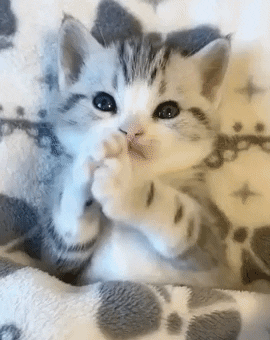 Cat Mood GIF by JustViral.Net