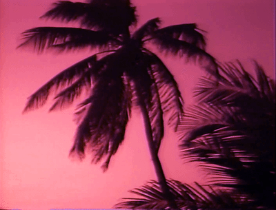 Palm Tree Summer