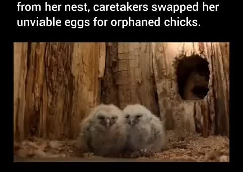 Caretakers, you’ve now done a act of genuine compassion