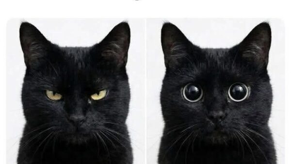 My cat right now