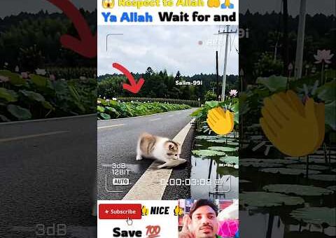 mashallah 🤲😇 respect 😍#allah​ #status​ #short​ #shorts​