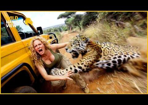 88 Incredible Safari Moments Caught On Camera | Amazing Animals #1