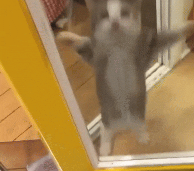 Cute Cat