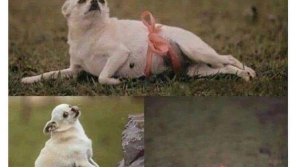 dog is serving more confidence than I have shown in my entire life