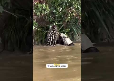 If these moments hadn’t been caught on camera, hardly anyone would believe them